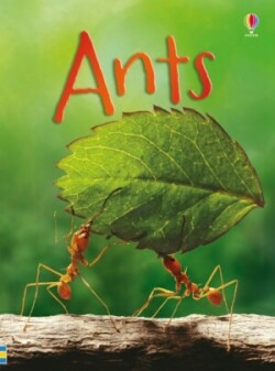 BEGINNERS ANTS