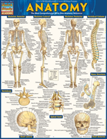 Anatomy - Reference Guide