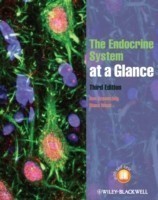 Endocrine System at Glance