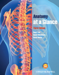 Anatomy at Glance, 3rd Ed.