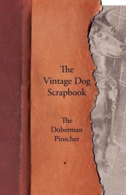 Vintage Dog Scrapbook - The Doberman Pinscher