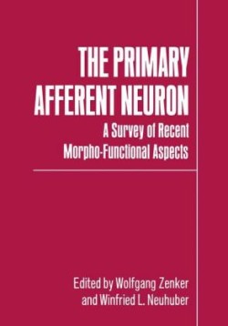 Primary Afferent Neuron