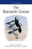 Barnacle Goose