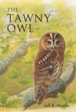 Tawny Owl