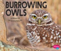 Burrowing Owls