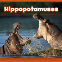 Hippopotamuses