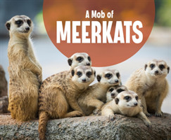 Mob of Meerkats