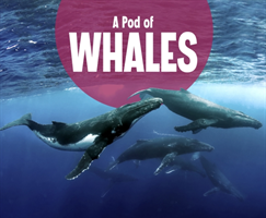 Pod of Whales