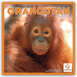 Orangutan Square Wall Calendar 2024