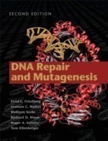 DNA Repair and Mutagenesis