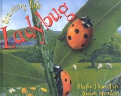 Starting Life: Ladybug