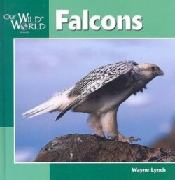 Falcons