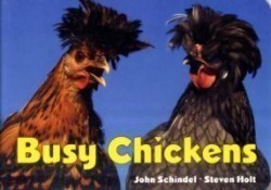 Busy Chickens