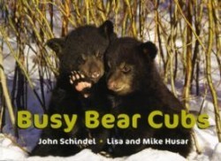 Busy Bear Cubs