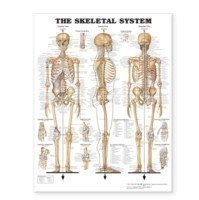 Skeletal System Giant Chart 