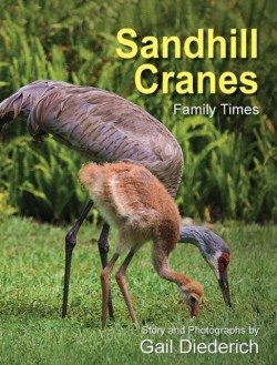 Sandhill Cranes, Family Times