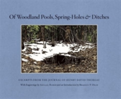 Of Woodland Pools, Spring-Holes and Ditches