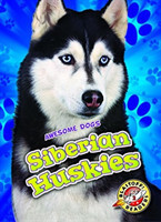 Siberian Huskies