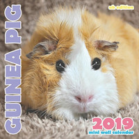 Guinea Pig 2019 Mini Wall Calendar (UK Edition)