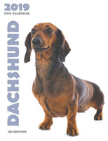 Dachshund 2019 Dog Calendar (UK Edition)