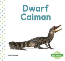 Dwarf Caiman