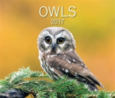 Owls 2017