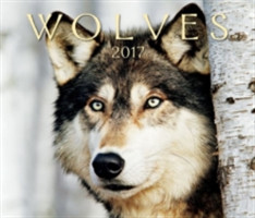 Wolves 2017