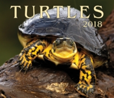 Turtles 2018