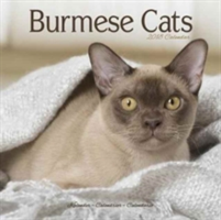 Burmese Cats Calendar 2018