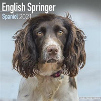 English Springer Spaniel 2021 Wall Calendar