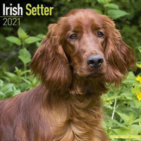 Irish Setter 2021 Wall Calendar