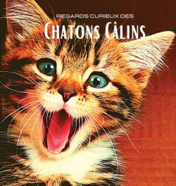 Regards curieux des Chatons Calins