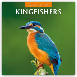 Kingfishers 2025 Square Wall Calendar