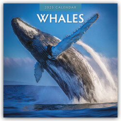 Whales 2025 Square Wall Calendar