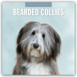 Bearded Collies 2025 Square Wall Calendar