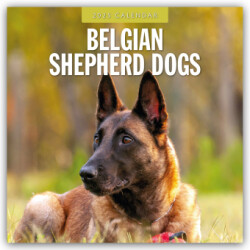 Belgian Shepherd Dogs 2025 Square Wall Calendar