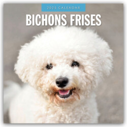 Bichons Frises 2025 Square Wall Calendar