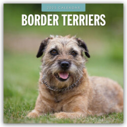 Border Terriers 2025 Square Wall Calendar