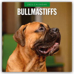 Bullmastiffs 2025 Square Wall Calendar