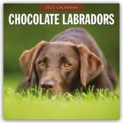 Chocolate Labradors 2025 Square Wall Calendar