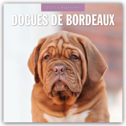 Dogues de Bordeaux 2025 Square Wall Calendar