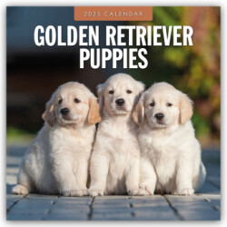 Golden Retriever Puppies 2025 Square Wall Calendar