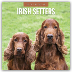 Irish Setters 2025 Square Wall Calendar