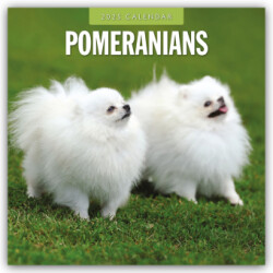 Pomeranians 2025 Square Wall Calendar