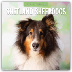 Shetland Sheepdogs 2025 Square Wall Calendar