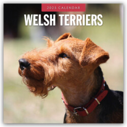 Welsh Terriers 2025 Square Wall Calendar