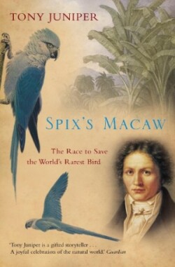 Spix’s Macaw
