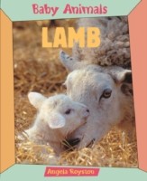 Baby Animals Lamb