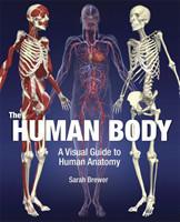The Human Body A Visual Guide to Human Anatomy