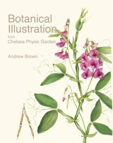 Botanical Illustration from Chelsea Physic Garden